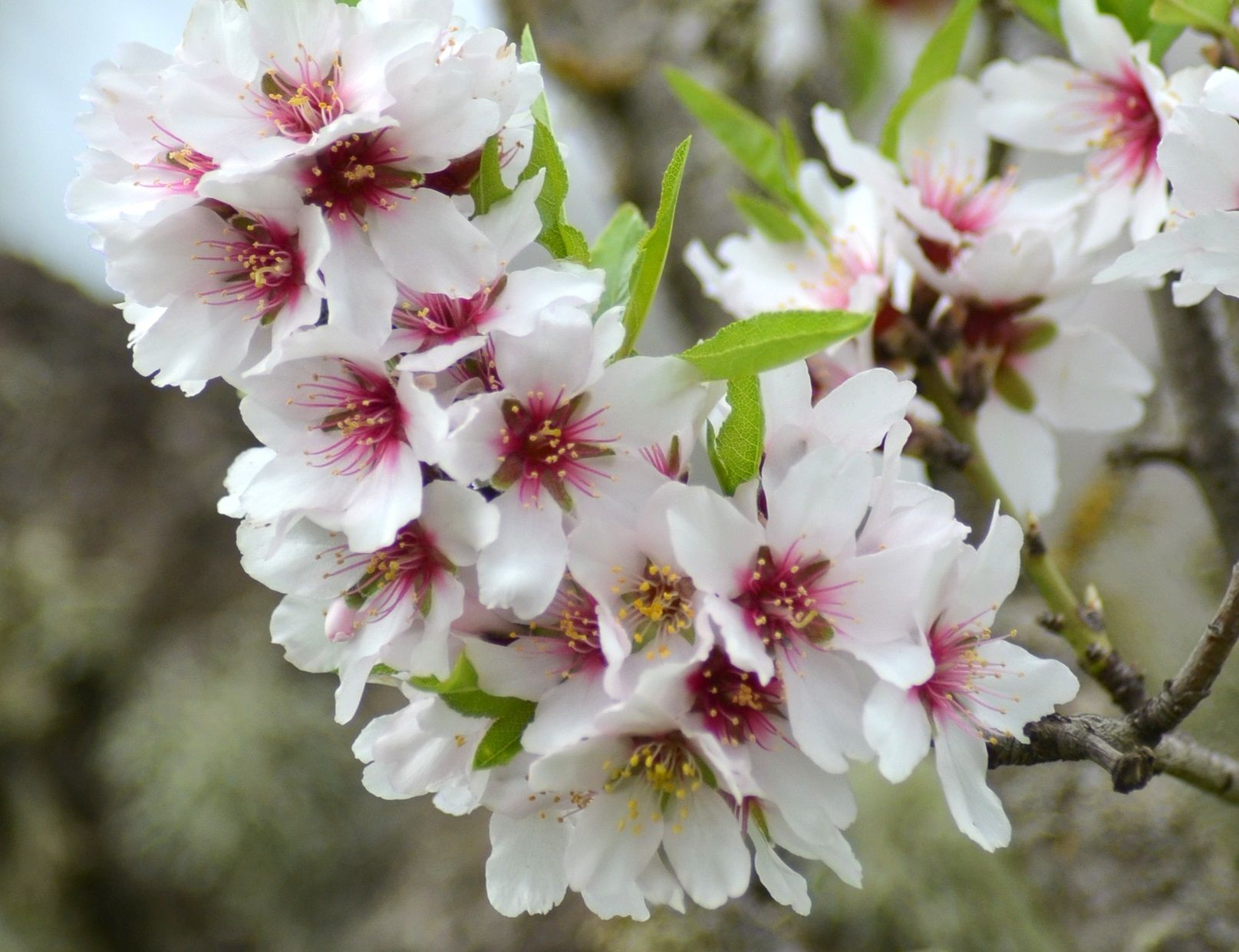 Almond Blossom Festival